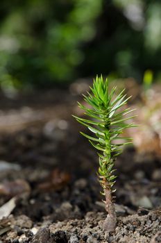 Young plant of monkey puzzle tree Araucaria araucana. Conguillio National Park. Araucania Region. Chile.