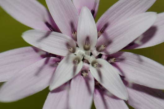 Flower of Leucheria lithospermifolia in the Conguillio National Park. Araucania Region. Chile.