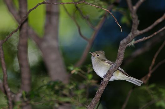 White-crested elaenia Elaenia albiceps chilensis. Conguillio National Park. Araucania Region. Chile.