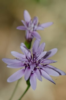 Flowers of Leucheria lithospermifolia in the Conguillio National Park. Araucania Region. Chile.