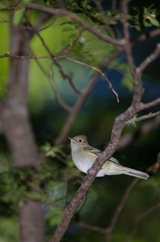 White-crested elaenia Elaenia albiceps chilensis. Conguillio National Park. Araucania Region. Chile.