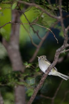 White-crested elaenia Elaenia albiceps chilensis. Conguillio National Park. Araucania Region. Chile.