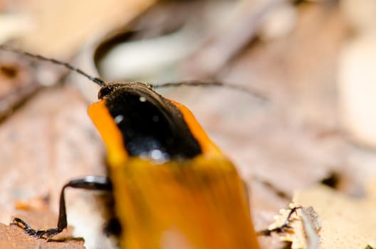 Beetle in the Conguillio National Park. Araucania Region. Chile.