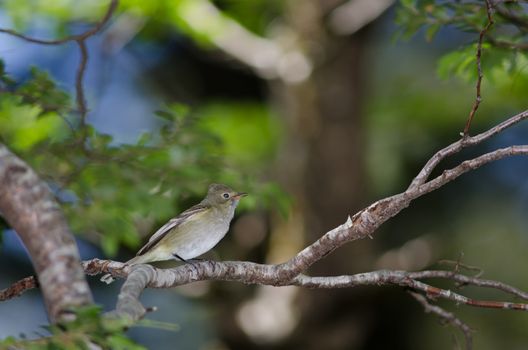 White-crested elaenia Elaenia albiceps chilensis. Conguillio National Park. Araucania Region. Chile.