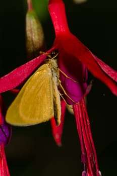 Butterfly on a hummingbird fuchsia Fuchsia magellanica. Conguillio National Park. Araucania Region. Chile.