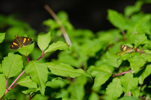 Butterflies on a hummingbird fuchsia Fuchsia magellanica. Conguillio National Park. Araucania Region. Chile.