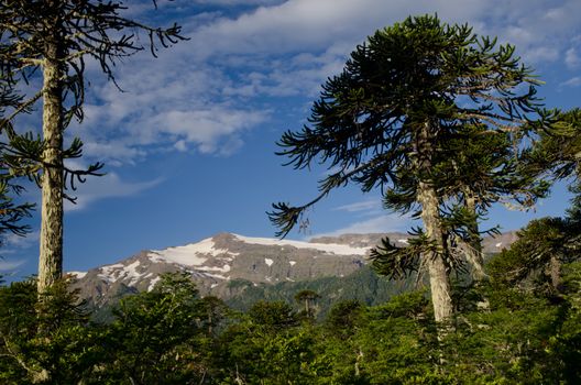 Forest of monkey puzzle tree Araucaria araucana and mountain range in the background. Conguillio National Park. Araucania Region. Chile.