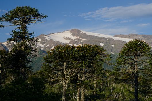 Forest of monkey puzzle tree Araucaria araucana and mountain range in the background. Conguillio National Park. Araucania Region. Chile.