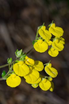 Flowers of lady's purse Calceolaria sp. Conguillio National Park. Araucania Region. Chile.