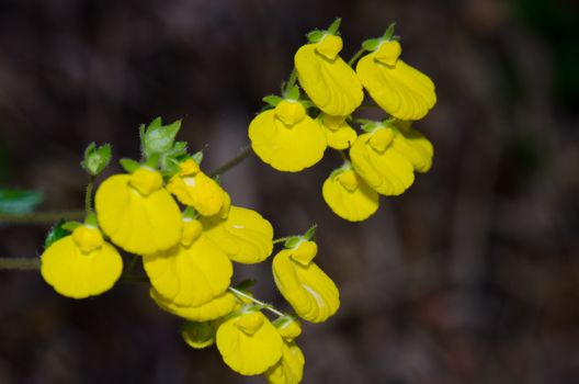 Flowers of lady's purse Calceolaria sp. Conguillio National Park. Araucania Region. Chile.