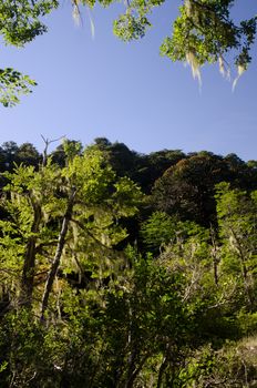 Forest with Dombey's beech Nothofagus dombeyi and monkey puzzle tree Araucaria araucana. Conguillio National Park. Araucania Region. Chile.