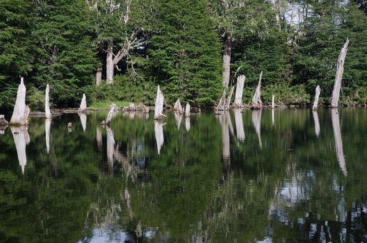 Captren lagoon in the Conguillio National Park. Araucania Region. Chile.