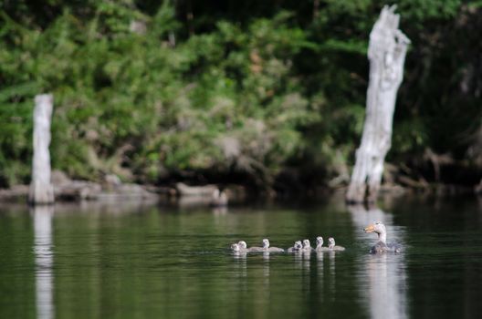 Flying steamer ducks Tachyeres patachonicus . Male and chicks. Captren lagoon. Conguillio National Park. Araucania Region. Chile.