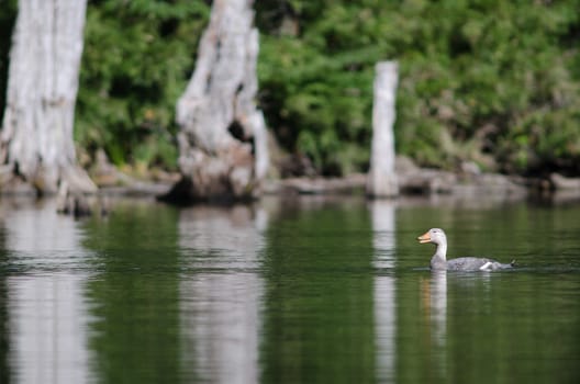 Flying steamer duck Tachyeres patachonicus. Male calling. Captren lagoon. Conguillio National Park. Araucania Region. Chile.