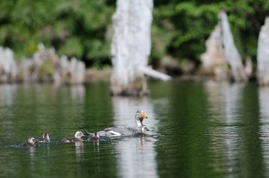 Flying steamer ducks Tachyeres patachonicus . Male and chicks. Captren lagoon. Conguillio National Park. Araucania Region. Chile.