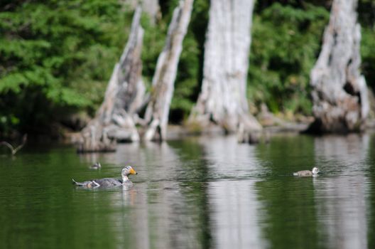 Flying steamer ducks Tachyeres patachonicus . Male and chicks. Captren lagoon. Conguillio National Park. Araucania Region. Chile.