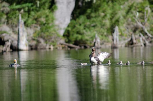 Flying steamer ducks Tachyeres patachonicus. Adults female to the right and male to the left and chicks. Captren lagoon. Conguillio National Park. Araucania Region. Chile.