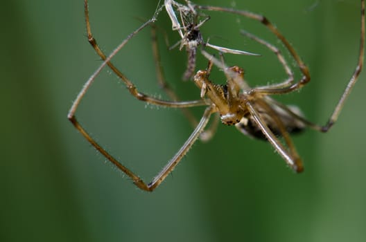 Spider Tetragnatha extensa with a prey. Captren lagoon. Conguillio National Park. Araucania Region. Chile.