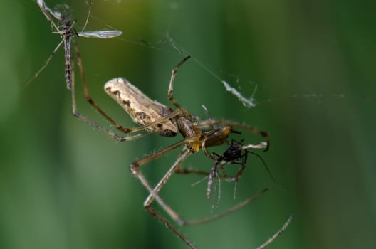 Spider Tetragnatha extensa with a prey. Captren lagoon. Conguillio National Park. Araucania Region. Chile.