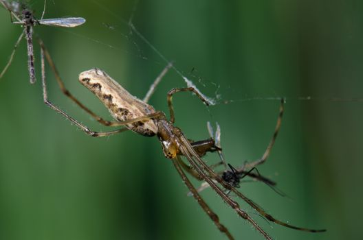 Spider Tetragnatha extensa with a prey. Captren lagoon. Conguillio National Park. Araucania Region. Chile.