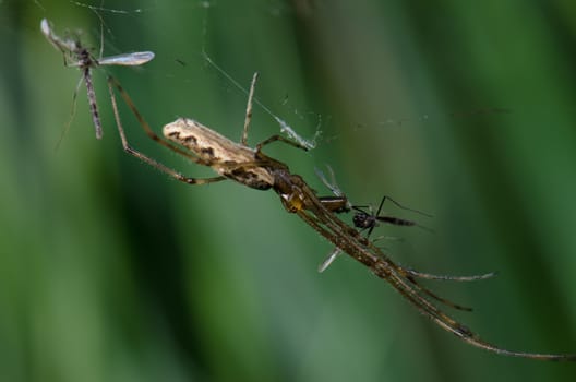 Spider Tetragnatha extensa with a prey. Captren lagoon. Conguillio National Park. Araucania Region. Chile.