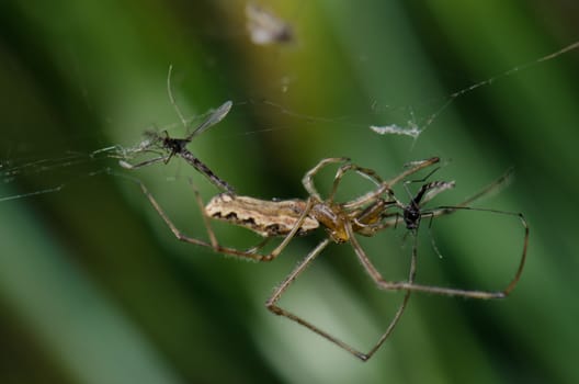 Spider Tetragnatha extensa with a prey. Captren lagoon. Conguillio National Park. Araucania Region. Chile.