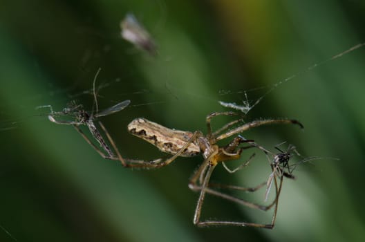 Spider Tetragnatha extensa with a prey. Captren lagoon. Conguillio National Park. Araucania Region. Chile.