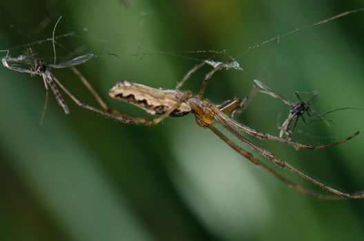 Spider Tetragnatha extensa and several prey. Captren lagoon. Conguillio National Park. Araucania Region. Chile.