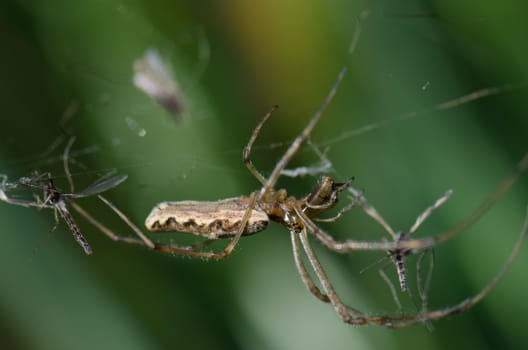 Spider Tetragnatha extensa and several prey. Captren lagoon. Conguillio National Park. Araucania Region. Chile.