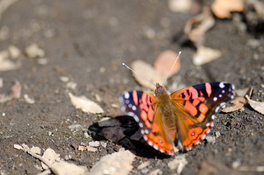 Chilean lady Vanessa terpsichore . Captren lagoon. Conguillio National Park. Araucania Region. Chile.