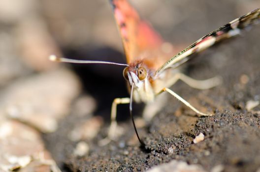 Chilean lady Vanessa terpsichore feeding on soil minerals. Captren lagoon. Conguillio National Park. Araucania Region. Chile.