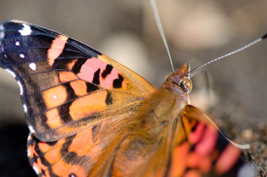 Chilean lady Vanessa terpsichore feeding on soil minerals. Captren lagoon. Conguillio National Park. Araucania Region. Chile.