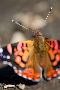 Chilean lady Vanessa terpsichore . Captren lagoon. Conguillio National Park. Araucania Region. Chile.