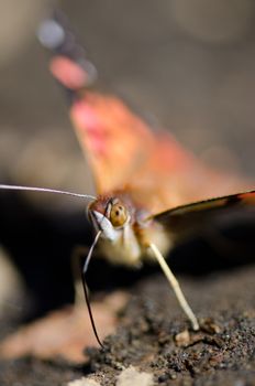 Chilean lady Vanessa terpsichore feeding on soil minerals. Captren lagoon. Conguillio National Park. Araucania Region. Chile.