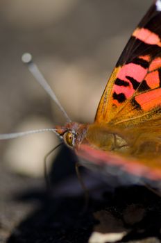 Chilean lady Vanessa terpsichore feeding on soil minerals. Captren lagoon. Conguillio National Park. Araucania Region. Chile.