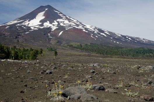 Llaima volcano in the Conguillio National Park. Araucania Region. Chile.