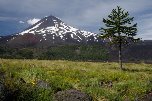 Monkey puzzle tree Araucaria araucana and Llaima volcano. Conguillio National Park. Araucania Region. Chile.