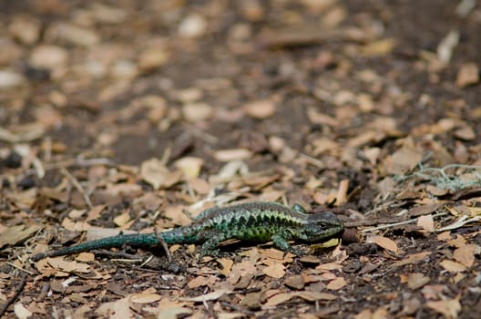 Male of orange-bellied lizard Liolaemus pictus. Conguillio National Park. Araucania Region. Chile.