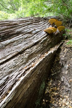 Mushrooms on a dead tree in a forest. Conguillio National Park. Araucania Region. Chile.