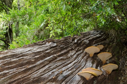 Mushrooms on a dead tree in a forest. Conguillio National Park. Araucania Region. Chile.