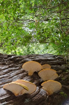 Mushrooms on a dead tree in a forest. Conguillio National Park. Araucania Region. Chile.