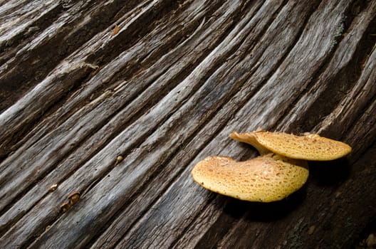 Mushrooms on a dead tree in a forest. Conguillio National Park. Araucania Region. Chile.