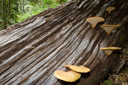 Mushrooms on a dead tree in a forest. Conguillio National Park. Araucania Region. Chile.