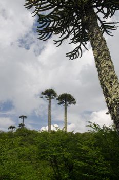 Scrubland with monkey puzzle trees Araucaria araucana. Conguillio National Park. Araucania Region. Chile.