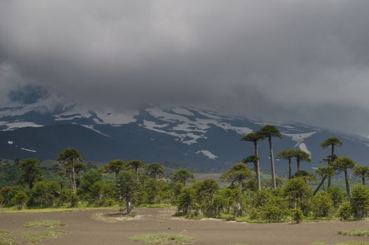 Llaima volcano covered by clouds and monkey puzzle trees Araucaria araucana. Conguillio National Park. Araucania Region. Chile.