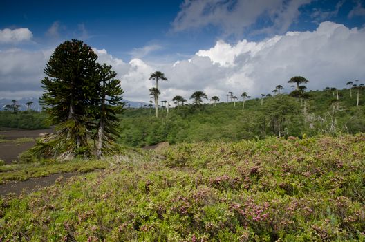 Scrubland with monkey puzzle trees Araucaria araucana. Conguillio National Park. Araucania Region. Chile.