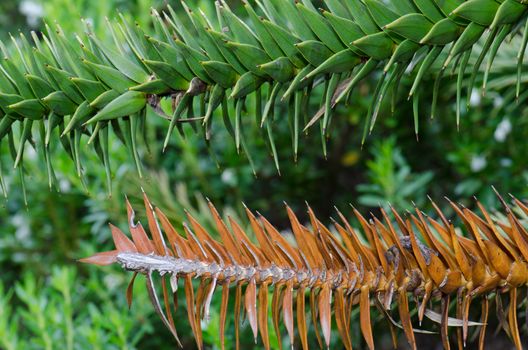 Branches of monkey puzzle tree Araucaria araucana. Conguillio National Park. Araucania Region. Chile.