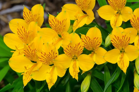 Flowers of Peruvian lily Alstroemeria aurea. Conguillio National Park. Araucania Region. Chile.