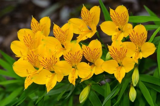 Flowers of Peruvian lily Alstroemeria aurea. Conguillio National Park. Araucania Region. Chile.