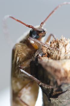 Female of longhorn beetle Microplophorus penai on a branch. Conguillio National Park. Araucania Region. Chile.